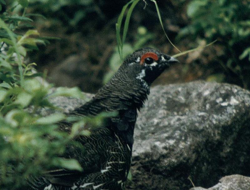 Spruce Grouse-by Camille Routhier.jpg