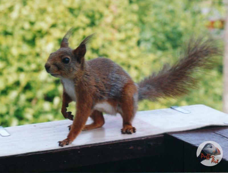 Sq1m-European Red Squirrel-by Vanda and Roar Malvig.jpg