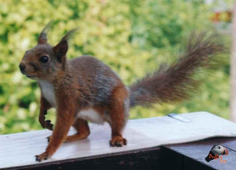 Sq1r-European Red Squirrel-by Vanda and Roar Malvig.jpg