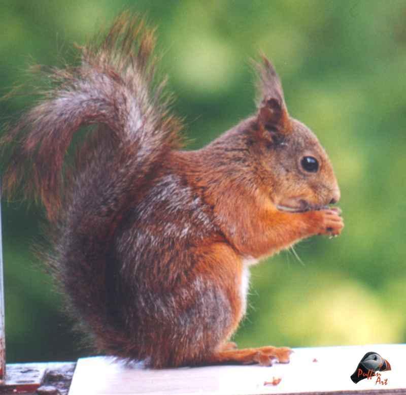 Sq5r-European Red Squirrel-by Vanda and Roar Malvig.jpg