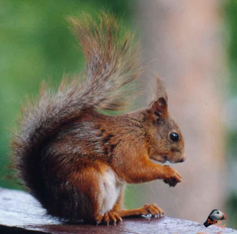 Sq6r-European Red Squirrel-by Vanda and Roar Malvig.jpg