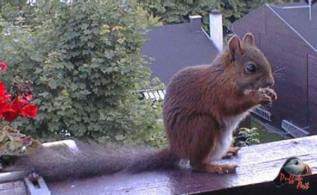Squirrel eating-European Red Squirrel-by Vanda and Roar Malvig.jpg