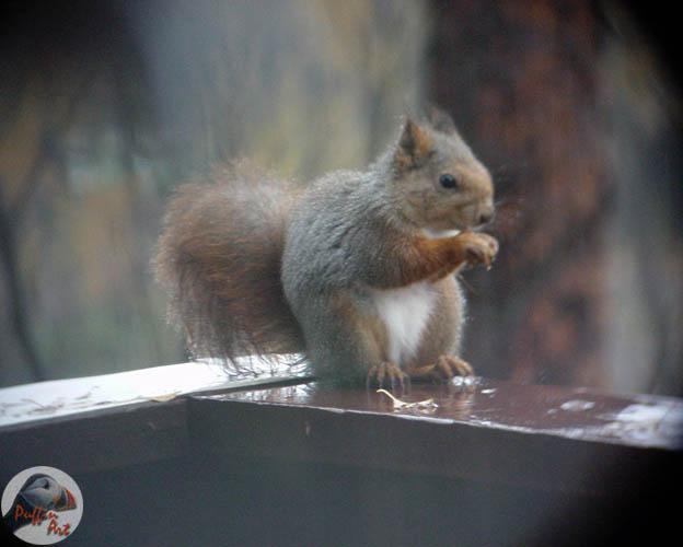 Squirrel in the rain 3-European Red Squirrel-by Vanda and Roar Malvig.jpg
