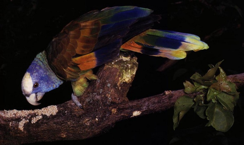 StVincent Amazon Parrot-foragin on branch-by Lara deVries.jpg