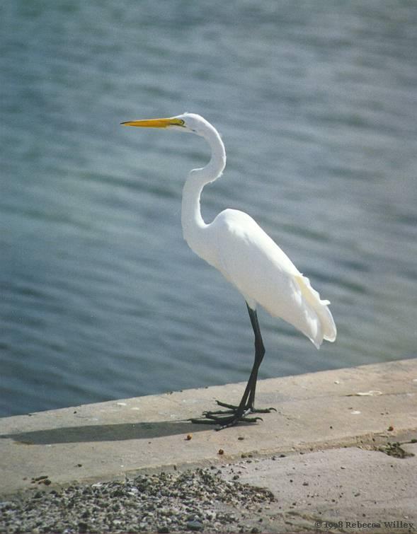 St Pete Great Egret-by Rebecca Willey.jpg
