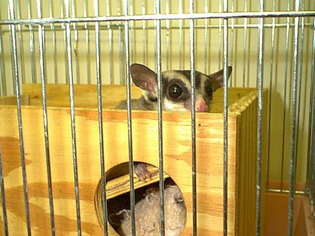 Sugar glider in cage-by Robin Russell.jpg