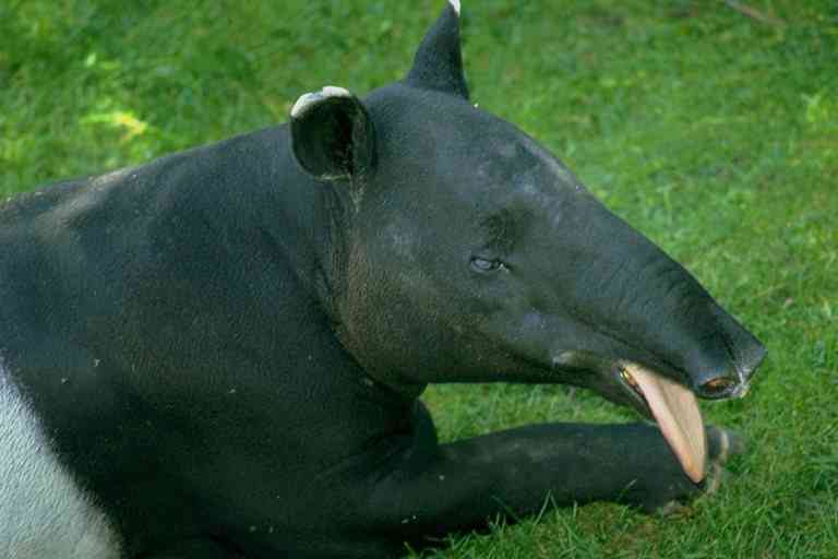 Tapir-01-South American Tapir-by Trudie Waltman.jpg