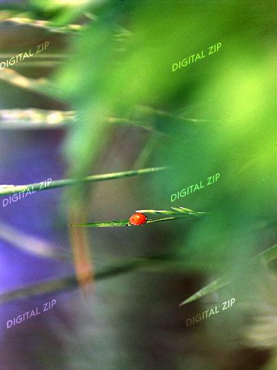 TongroPhoto-h97-KoreanInsect-Ladybug-OnLeaf.jpg