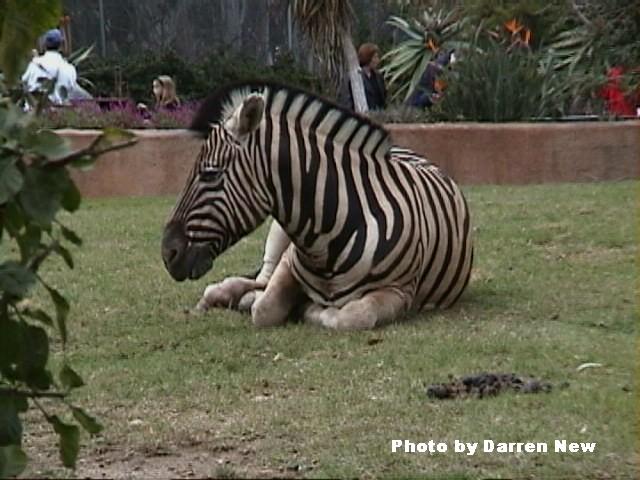 WakingZebra1-Plains Zebra-by Darren New.jpg