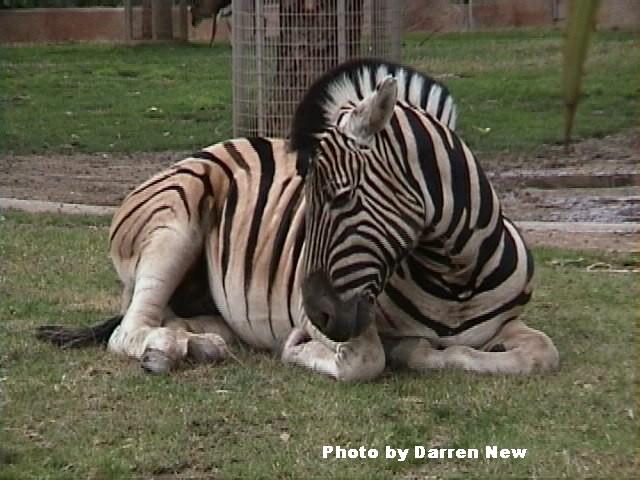 WakingZebra2-Plains Zebra-by Darren New.jpg