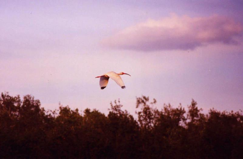 White Ibis-by Neil Hoskins.jpg