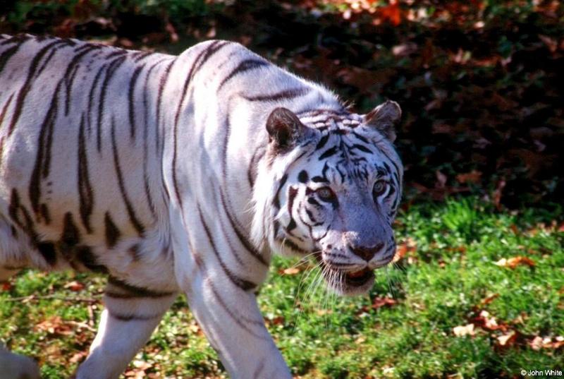 White Tiger12-09-00001-by John White.jpg