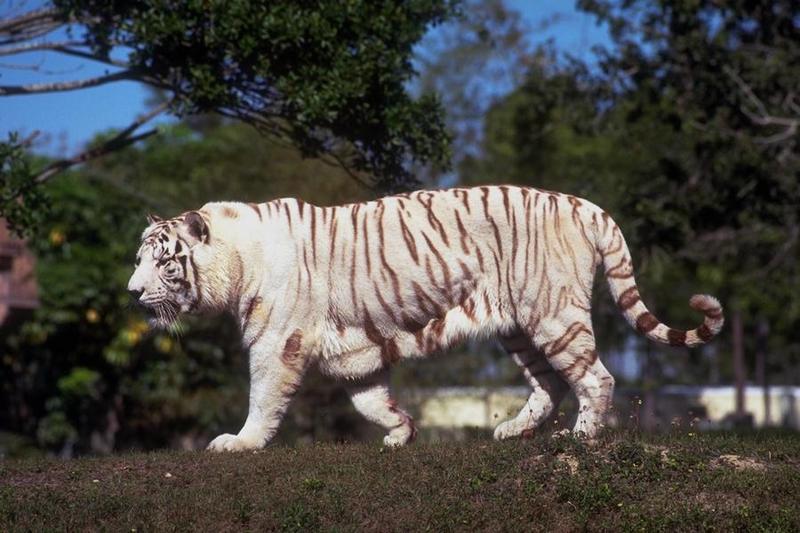 Wldan065-White Tiger-by Trudie Waltman.jpg