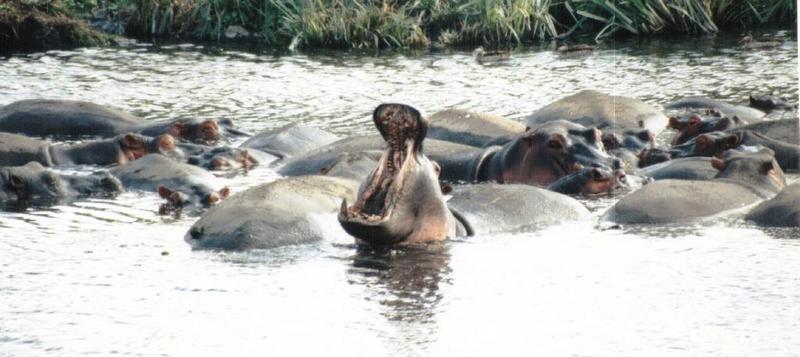 YawnHippo2-Hippopotamus-by Darren New.jpg