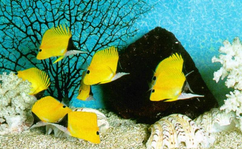 Yellow Longnose Butterflyfishes J01.jpg