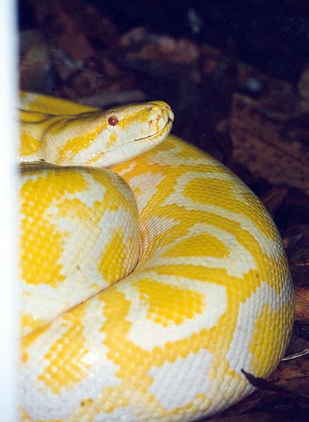 Yellow snake 1-Albino Burmese Python-by Denise McQuillen.jpg