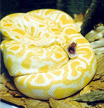 Yellow snake 2-Albino Burmese Python-by Denise McQuillen.jpg
