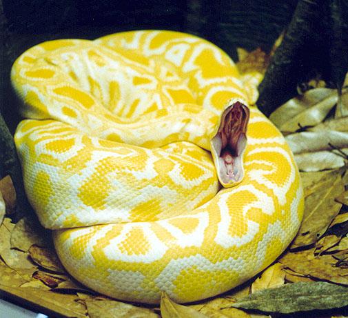 Yellow snake 3-Albino Burmese Python-by Denise McQuillen.jpg
