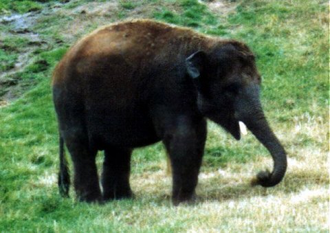 Young Asian Elephant.jpg