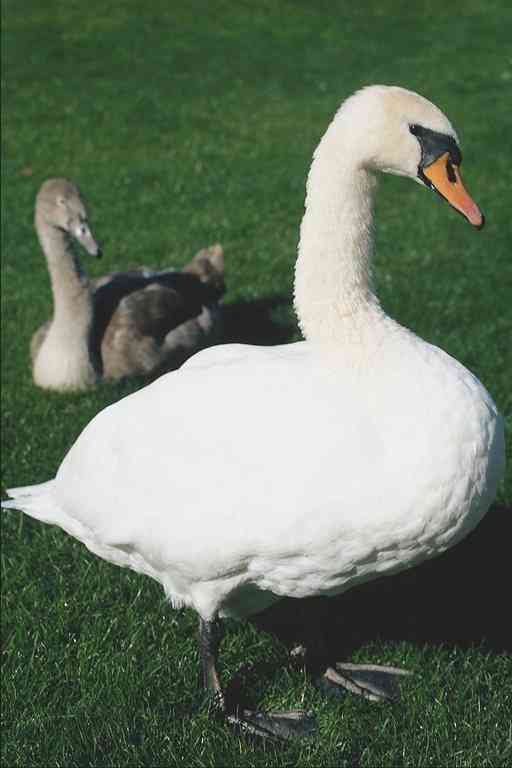 Zwanenmoeder-01-Mute Swans-by Trudie Waltman.jpg