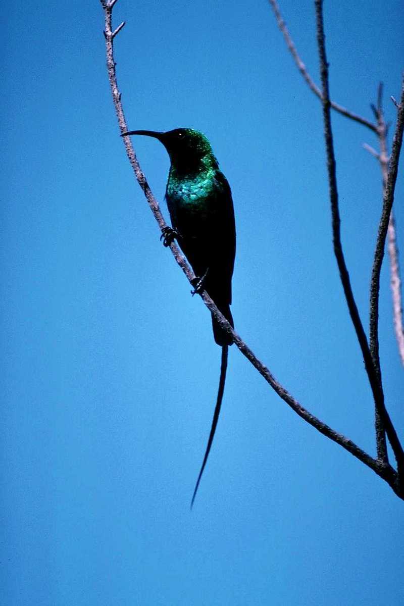 aas50702-Malachite Sunbird-perching on branch.jpg