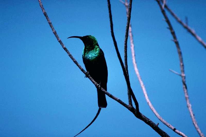aas50710-Malachite Sunbird-perching on branch.jpg