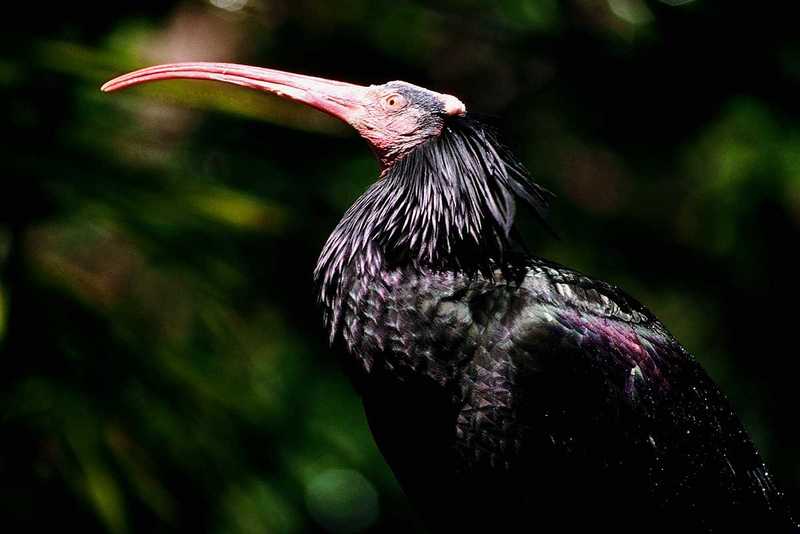 aay50082-African Bald Ibis-closeup-by Dan Cowell.jpg