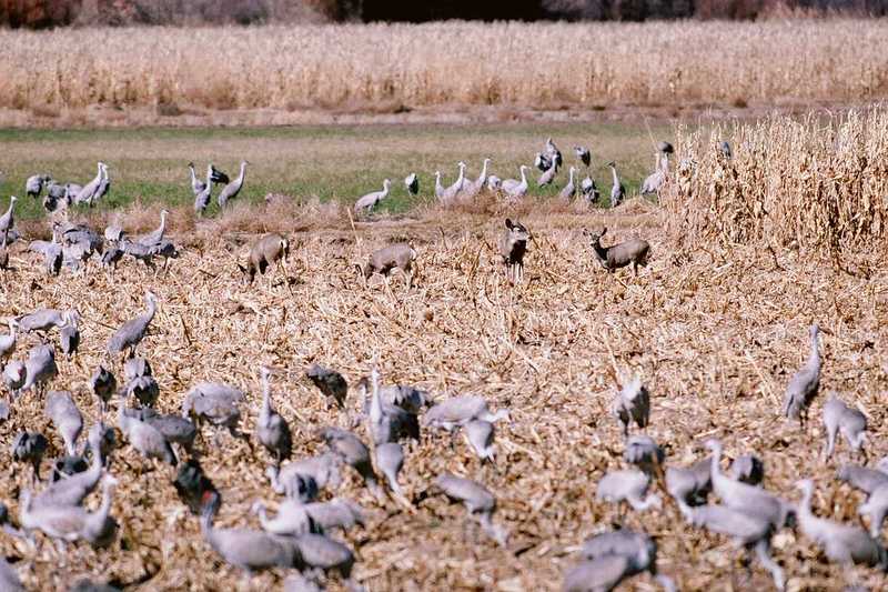 aay50092-Sandhill Cranes-flock with Mule Deers-by Dan Cowell.jpg