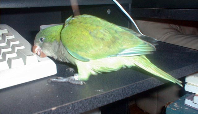 akeyboard025-Quaker Parrot-5 weeks old-on table-by Lara deVries.jpg