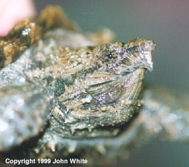 al snap1-Alligator Snapping Turtle-happy face closeup-by John White.jpg