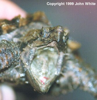 al snap2-Alligator Snapping Turtle-unhappy face closeup-by John White.jpg