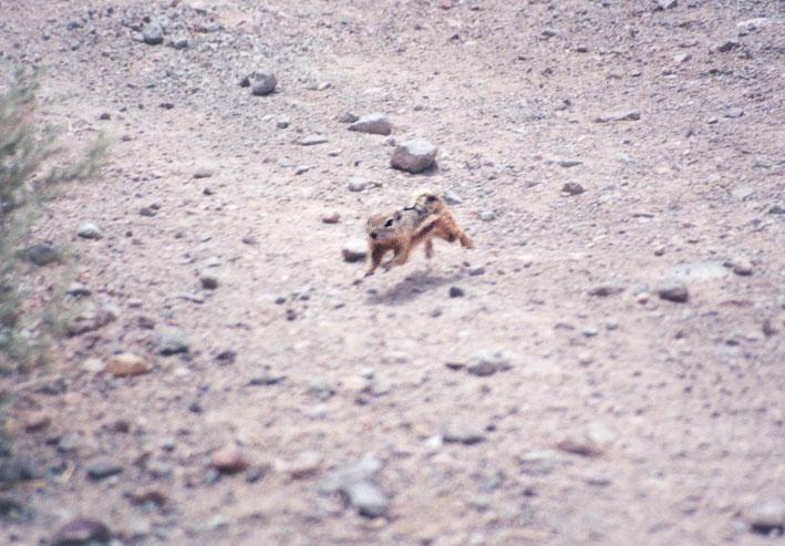 antskwerl06-Antelope Ground Squirrel-by Gregg Elovich.jpg