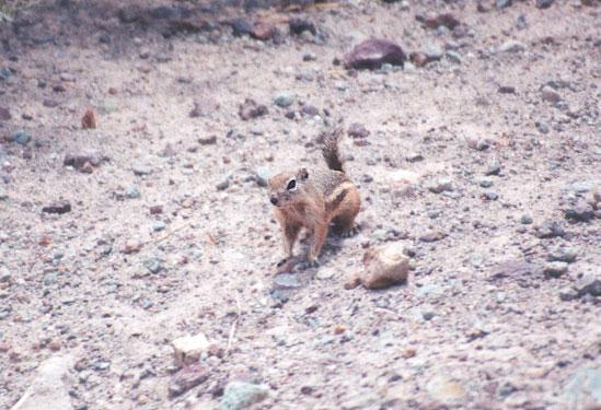 antskwerl09-Antelope Ground Squirrel-by Gregg Elovich.jpg