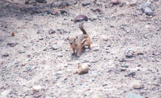 antskwerl10-Antelope Ground Squirrel-by Gregg Elovich.jpg