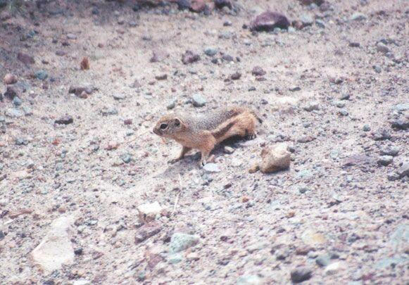 antskwerl11-Antelope Ground Squirrel-by Gregg Elovich.jpg