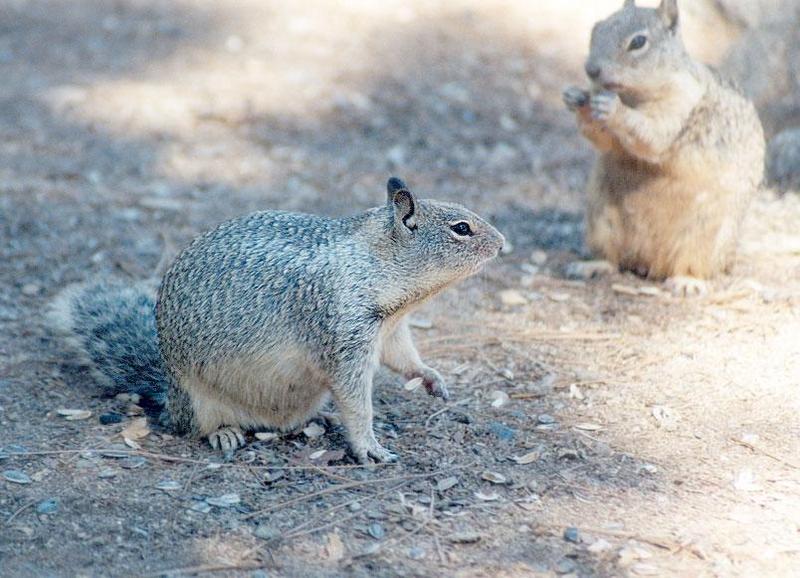 aug14-California Ground Squirrel-by Gregg Elovich.jpg