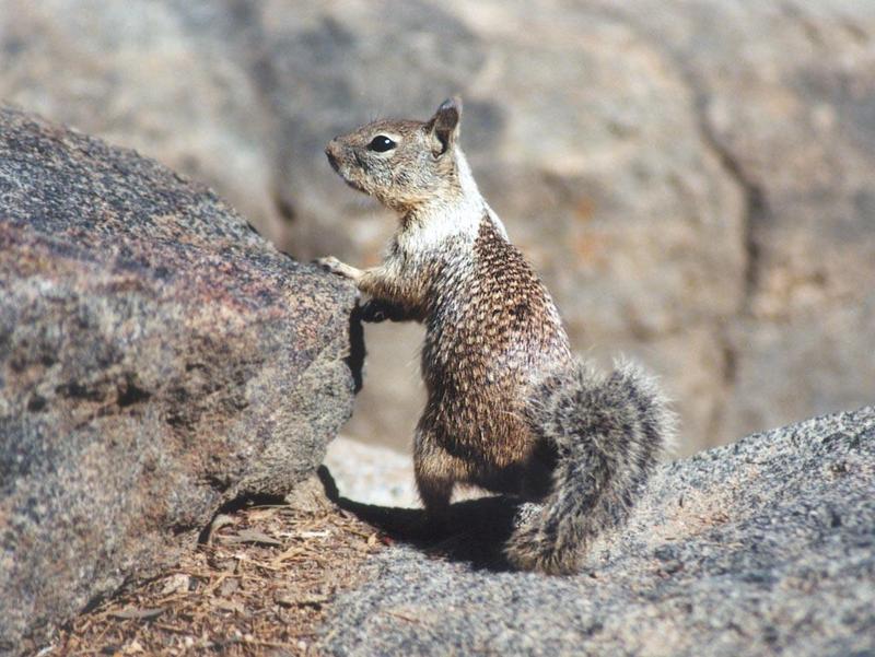 aug16-California Ground Squirrel-by Gregg Elovich.jpg