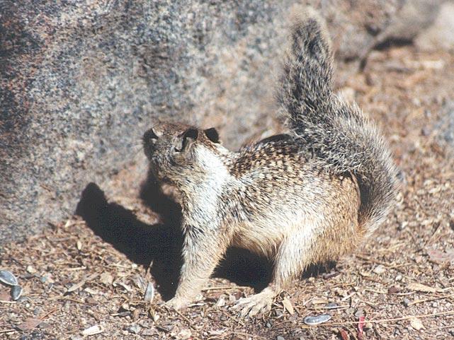 aug17-California Ground Squirrel-by Gregg Elovich.jpg