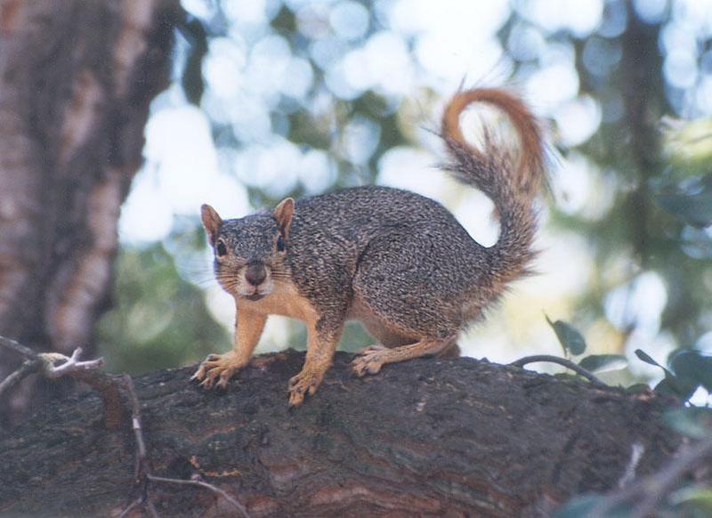 aug19-Fox Squirrel-by Gregg Elovich.jpg