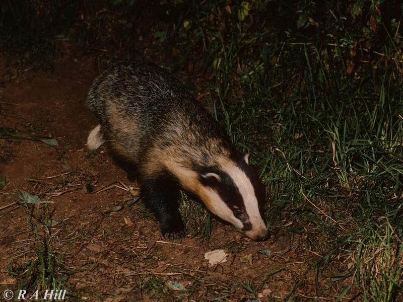 badger-European Badger-by Alan Hill.jpg