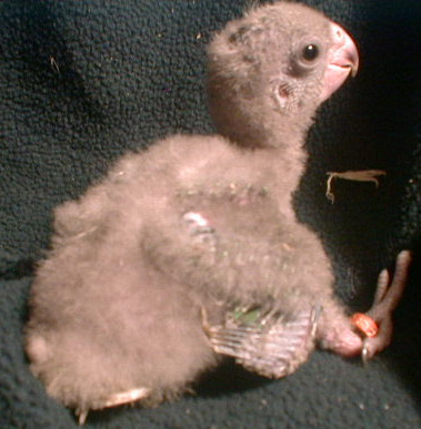 bh1d218-Brown-headed Parrot-3 half weeks old chick-by Lara deVries.jpg