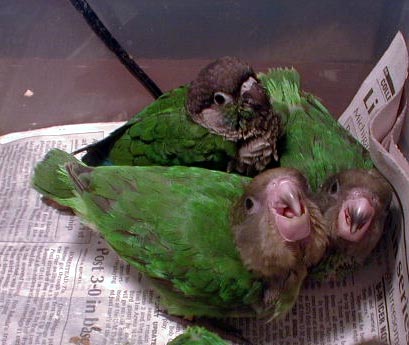 bh1n2gc3d315-Green-cheeked Conure-and-African Brown-headed Parrots-young-by Lara deVries.jpg