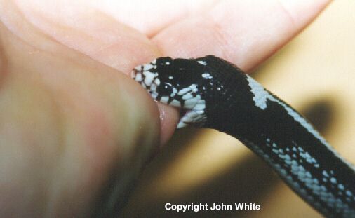 bite1-California Kingsnake-biting-by John White.jpg