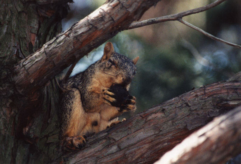 blind squirrel-American Fox Squirrel-eating nut-by CCRieker.jpg