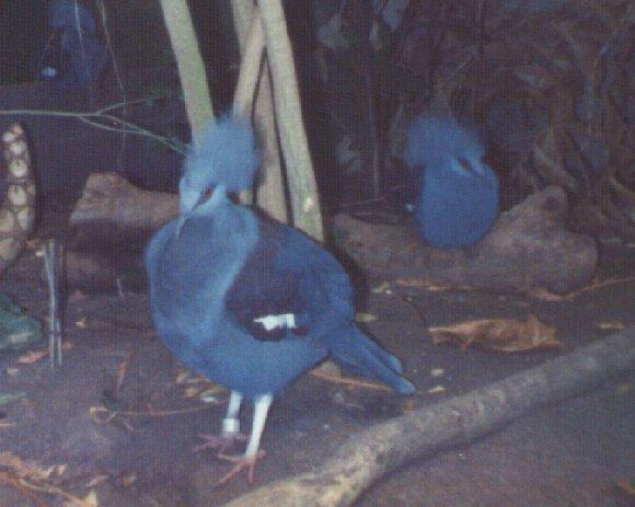 blue birds-crowned pigeons-by Dan Cowell.jpg