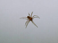brrec03-Brown Recluse Spider-by S Thomas Lewis.jpg