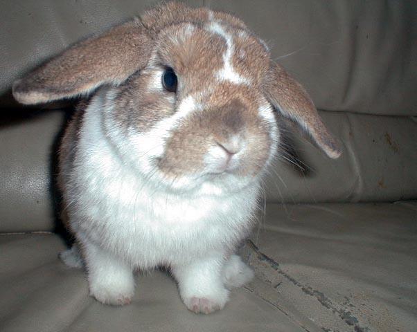 bun125-Holland Lop Rabbit-closeup-by Lara deVries.jpg