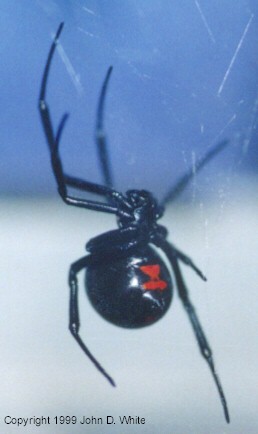 bws-Black Widow Spider-on web-by John White.jpg