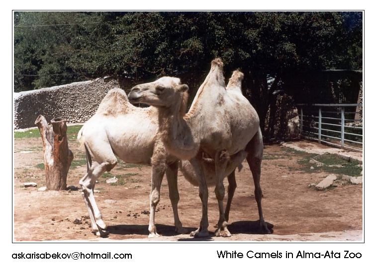 c1-White Bactrian Camels from Alma-Ata Zoo-by Askar Isabekov.jpg