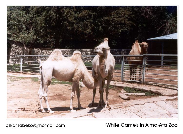 c2-White Bactrian Camels from Alma-Ata Zoo-by Askar Isabekov.jpg